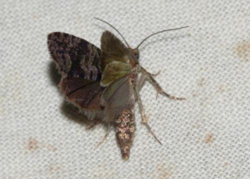 Olethreutini
